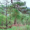 Hoàng Bẩy